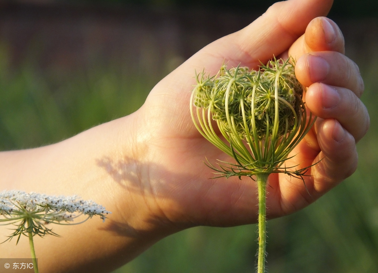 发现滋补中药材：“蛇床子”平喘，祛风，杀虫，建议收藏