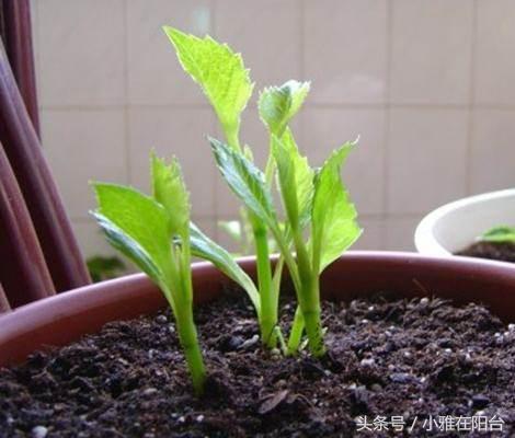 大丽花如何长得高开花多,养大丽花有讲究吗