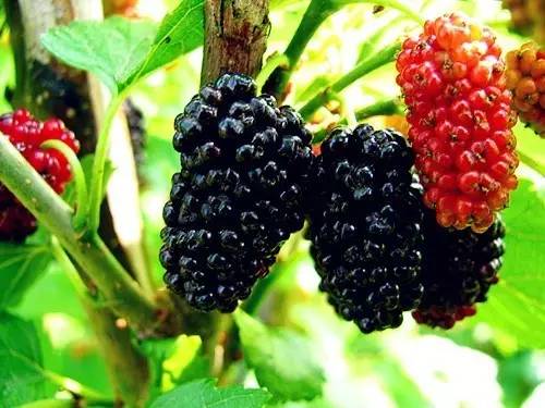 桑葚用于阴虚还是阳虚,桑葚伤肾