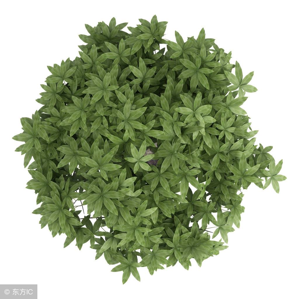 发财树叶子尖处卷起来怎么处理,发财树叶子卷曲怎么回事