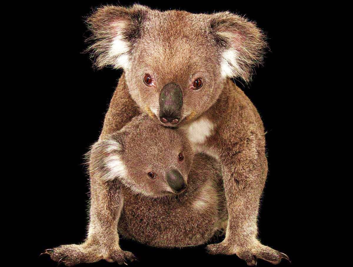 袋鼠在澳洲为什么那么温顺,澳大利亚袋鼠为什么没有灭绝