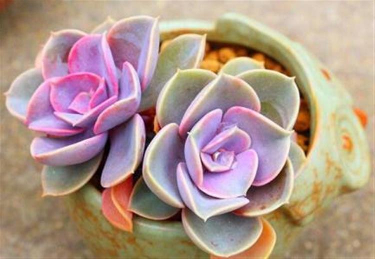 多肉居然能有这么顽强的生存,多肉可以养成什么样的小萌物