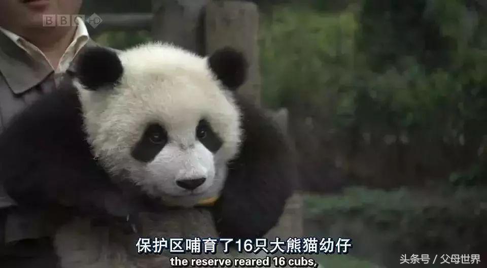 世界地球日，最适合孩子看的18部自然纪录片，趁周末，带娃看起来