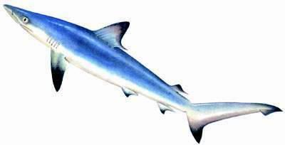 海边游玩鲨鱼,海边游玩注意事项