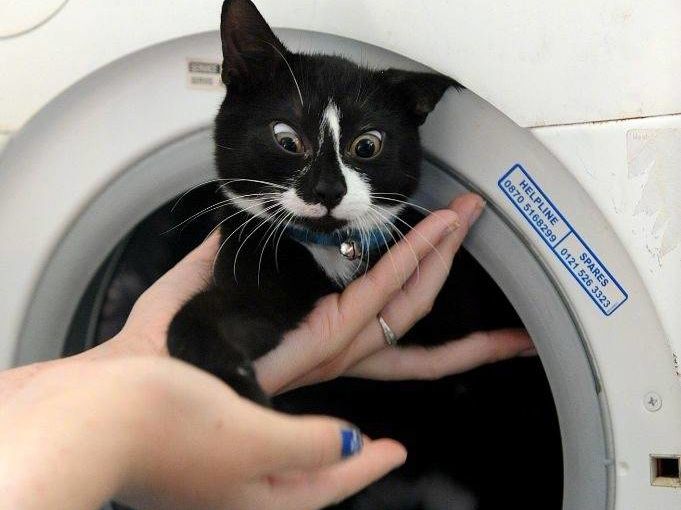 奶牛猫得猫瘟被救,奶牛猫在水里被救