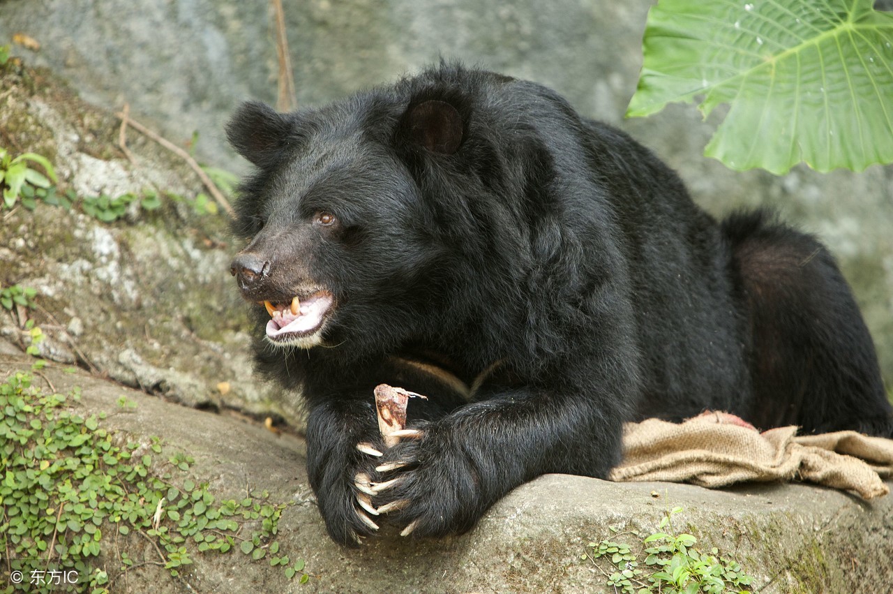 老虎遇见黑熊谁的胜率比较大？这些证据可以解除你的疑问！