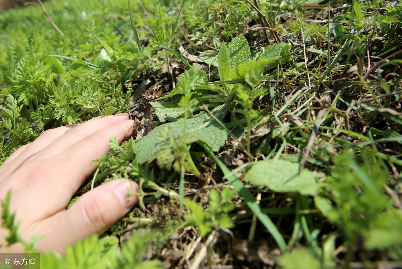 农村常见的臭的野菜,农村烂地里的野菜野草