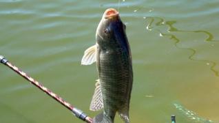 广西南宁钓鱼钓点,广西最新钓鱼技巧