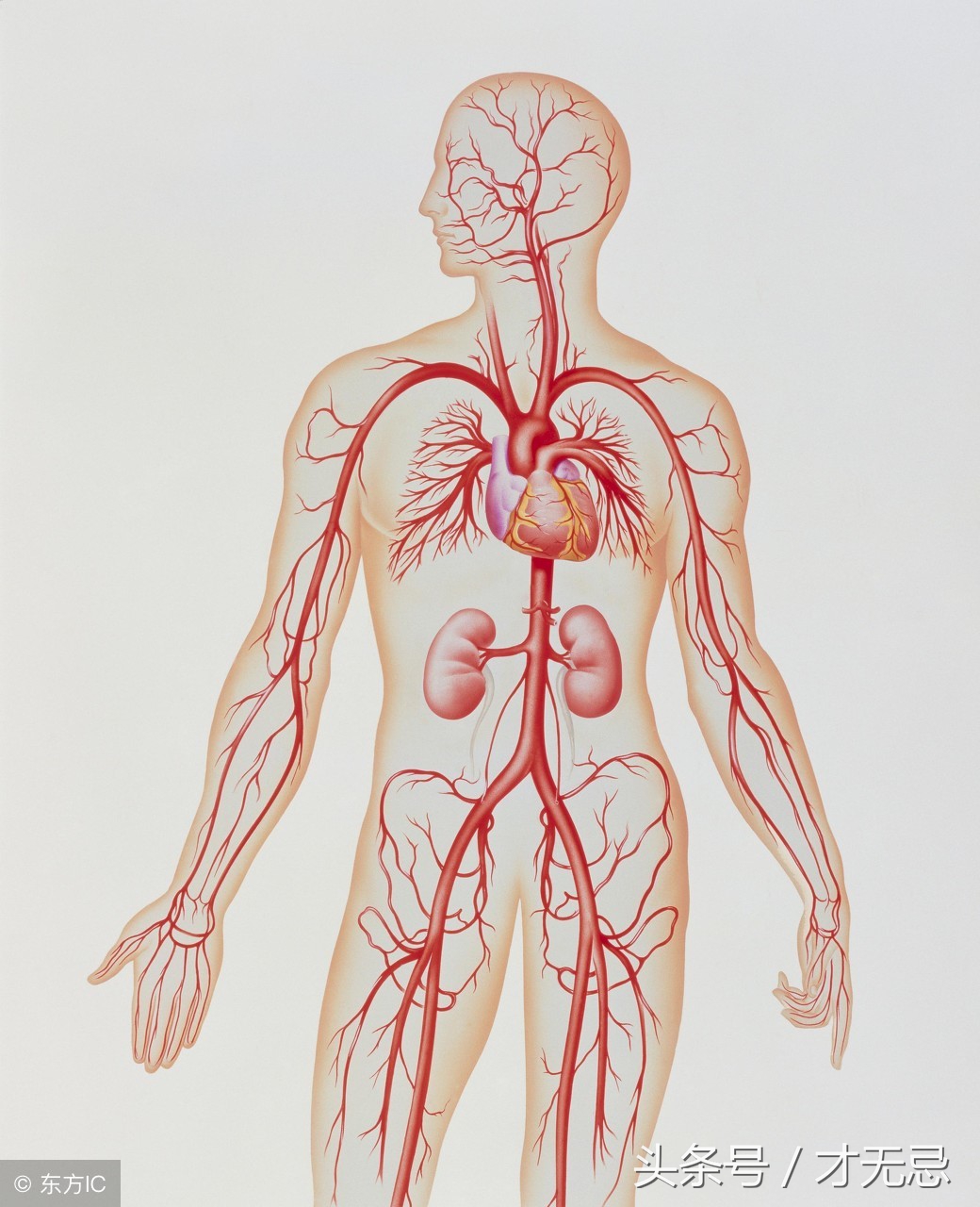 高血压合理用药指南第二版答案,高血压药卡托普利怎样吃法
