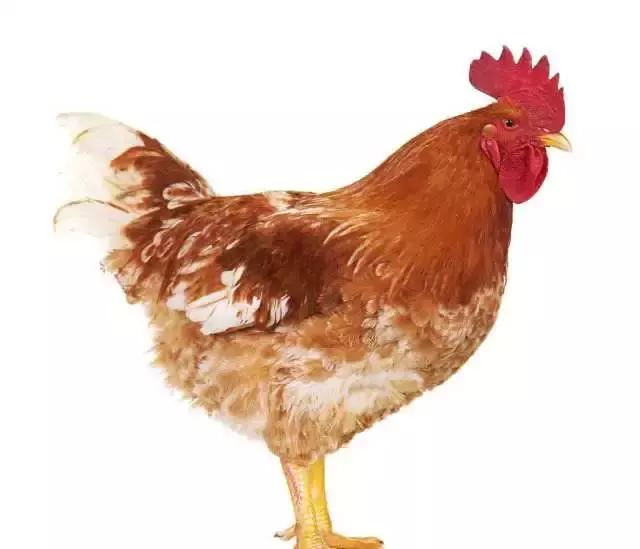 农民致富好物分享,农民朋友的致富宝典