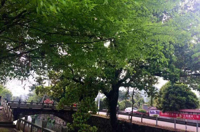 捐款15亿美元，中国园林皇后火爆国外：女性创业，注意哪些事项？