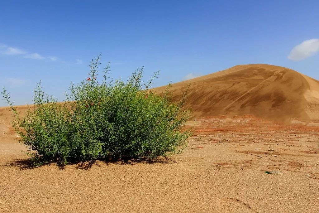 陶冶重庆,陶冶重庆演唱会