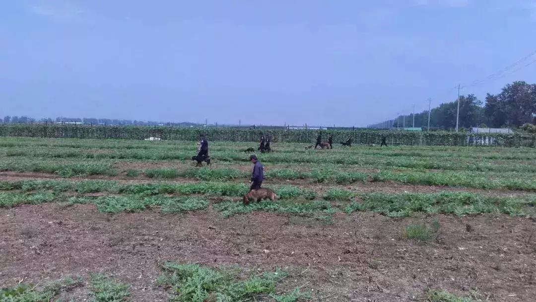 走进神秘警犬基地！解密“神犬”是怎样炼成的……