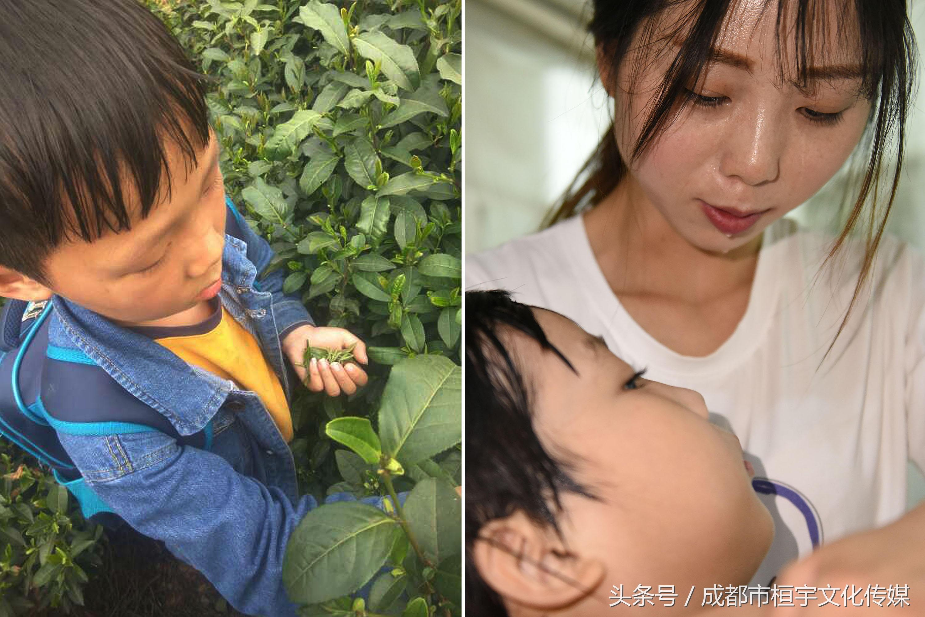 7岁男童每天放学采茶挣钱给哥哥治病，一天仅卖3元钱
