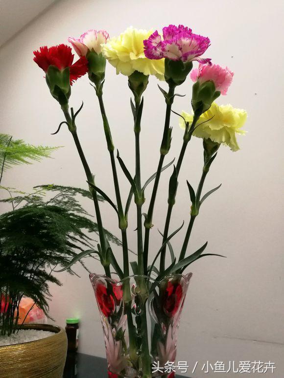 花农教你种月季,花农养花秘诀