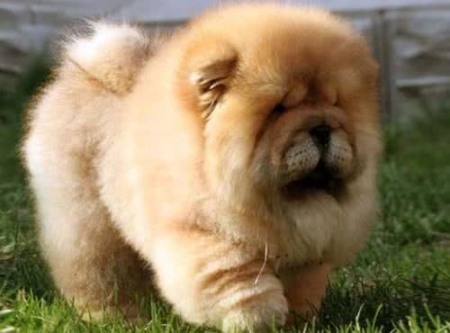 最后护主的狗狗排名,测试狗狗护主视频