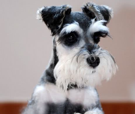 最后护主的狗狗排名,测试狗狗护主视频