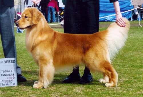 狗狗护主视频合集,护主能力最强的十种狗狗