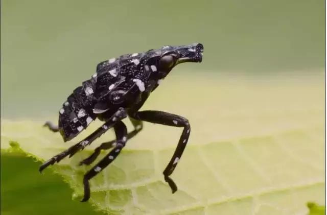 马蹄葡萄病虫害防治图谱,葡萄叶片病害数据集