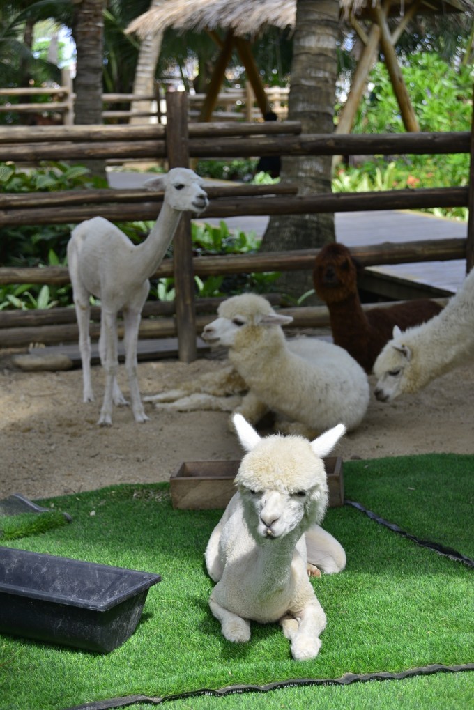 碧海蓝天椰风海韵旅行,碧海蓝天三亚亲子游攻略