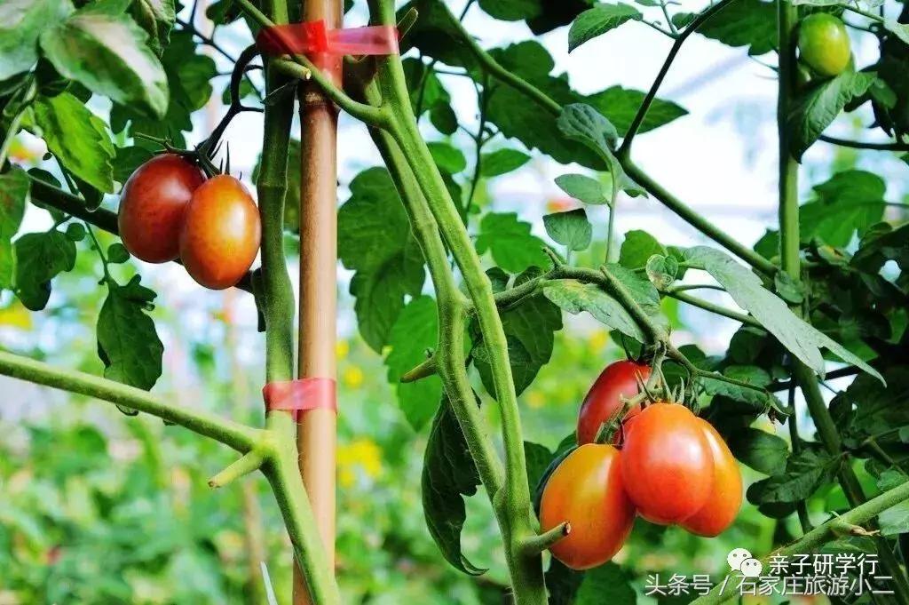 石家庄带孩子露营地推荐,石家庄适合小孩露营的地方