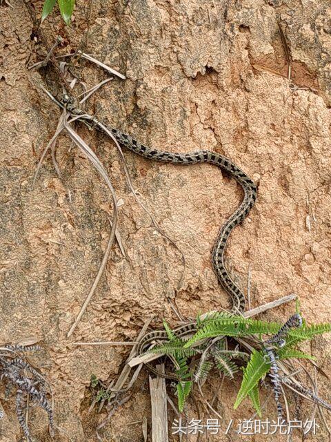 三叠井国家森林公园之旅