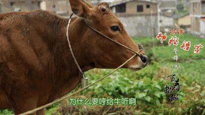 快干了这碗养生“珍珠粥”！103岁爷爷吃了变成这样……