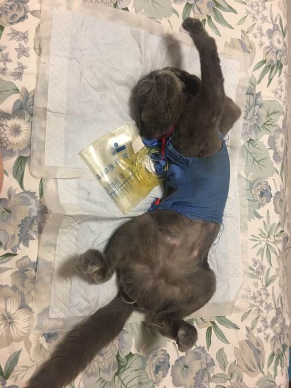 公猫尿道造口术后增生怎么办？