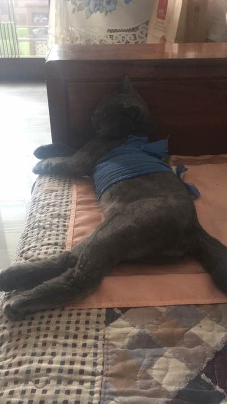 公猫尿道造口术后增生怎么办？