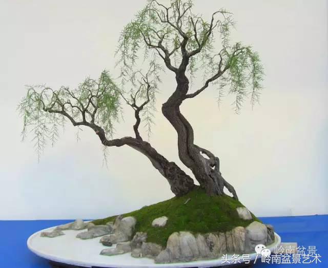 双杆罗汉松树盆景造型,双斜杆盆景