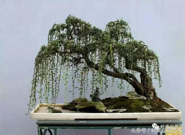 双杆罗汉松树盆景造型,双斜杆盆景