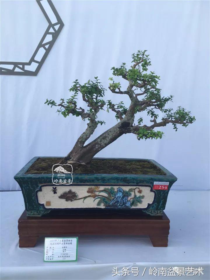 双杆罗汉松树盆景造型,双斜杆盆景