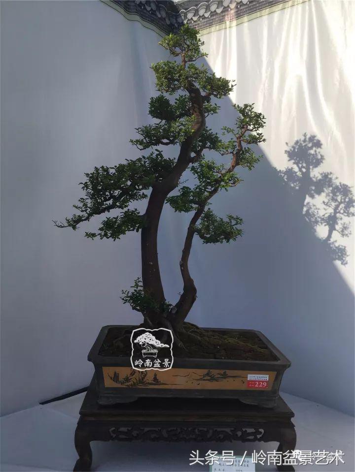 双杆罗汉松树盆景造型,双斜杆盆景