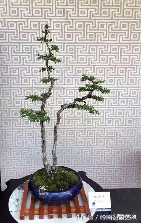 双杆罗汉松树盆景造型,双斜杆盆景