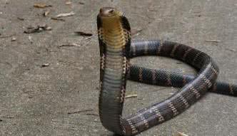 进家的蛇为什么不能打死呢,蛇进家打死预示什么