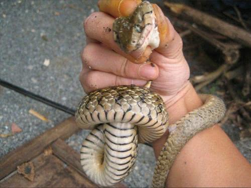 进家的蛇为什么不能打死呢,蛇进家打死预示什么