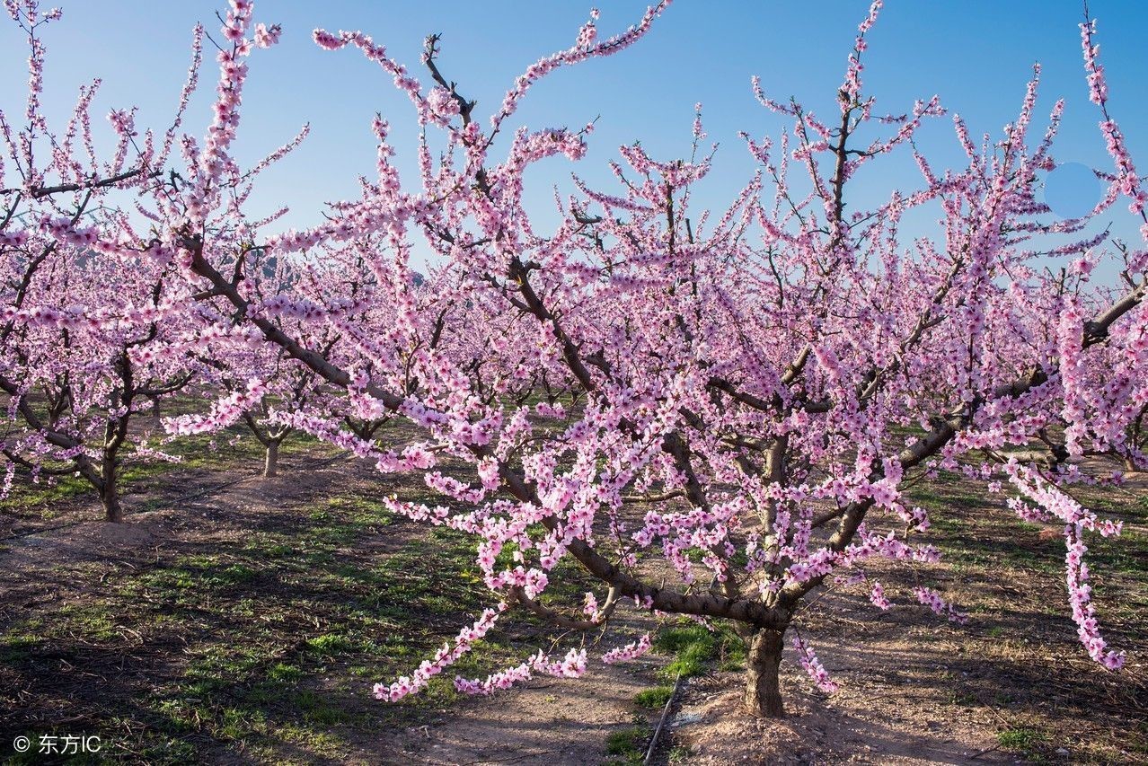 桃树怕雨怎么办,桃树怕水还是怕旱