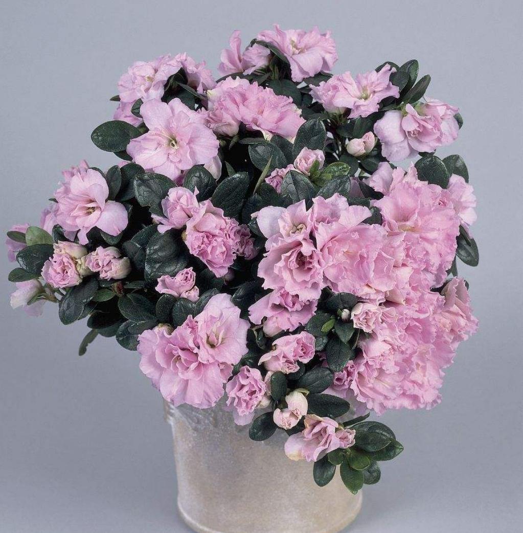 杜鹃花什么虫害会使叶心干枯卷曲,杜鹃花刚长出新叶子卷曲用剪掉吗