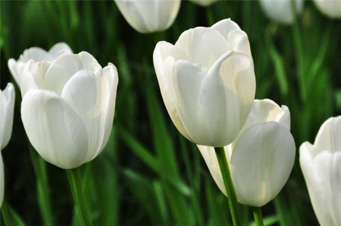 代表爱意好养的花,常见的10种花花语加图片加介绍