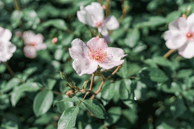 武汉郊外深藏一座千年古镇,武汉3800亩玫瑰花园