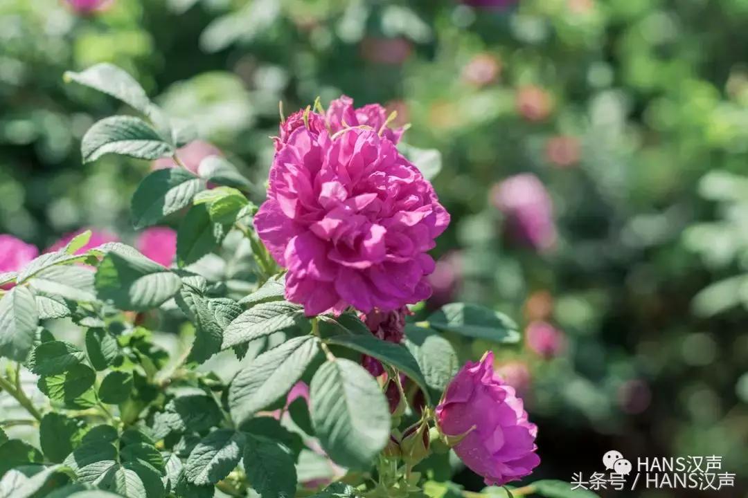 武汉郊外深藏一座千年古镇,武汉3800亩玫瑰花园