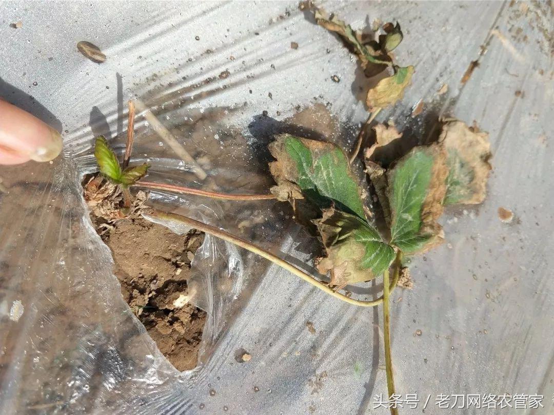 草莓根黄了要不要剪掉,草莓根全部黑了能救吗