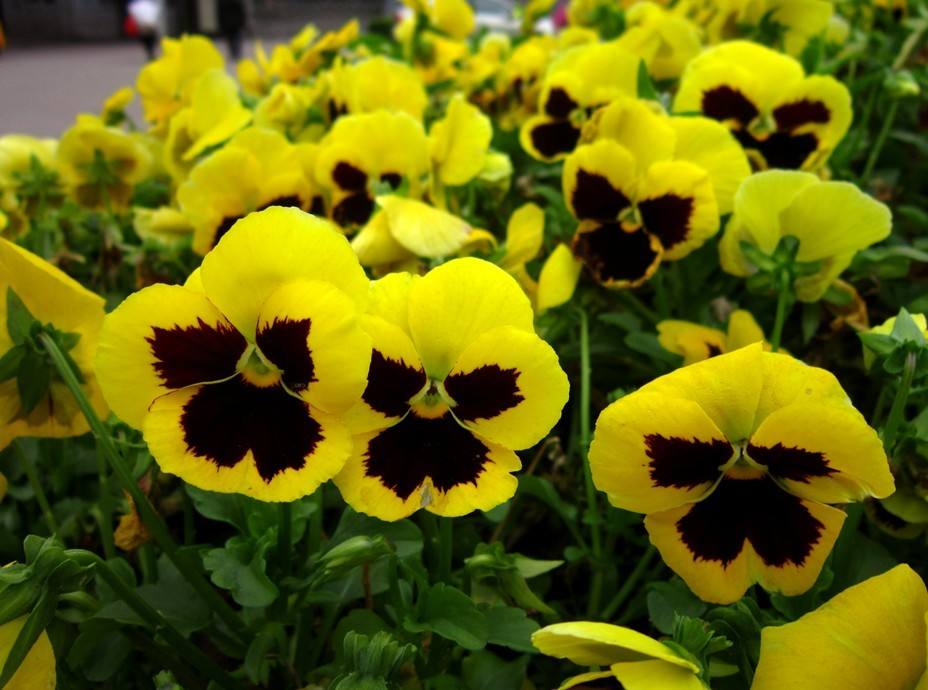 可爱的姑娘笑脸——三色堇花