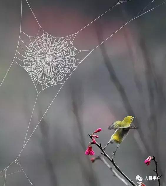 你说蜘蛛侠,蜘蛛侠的蜘蛛丝里有什么
