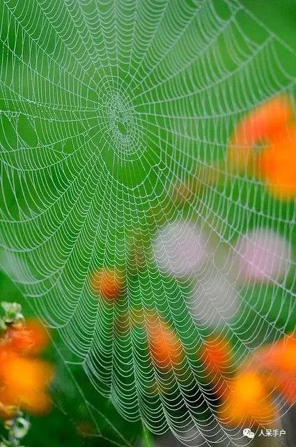 你说蜘蛛侠,蜘蛛侠的蜘蛛丝里有什么