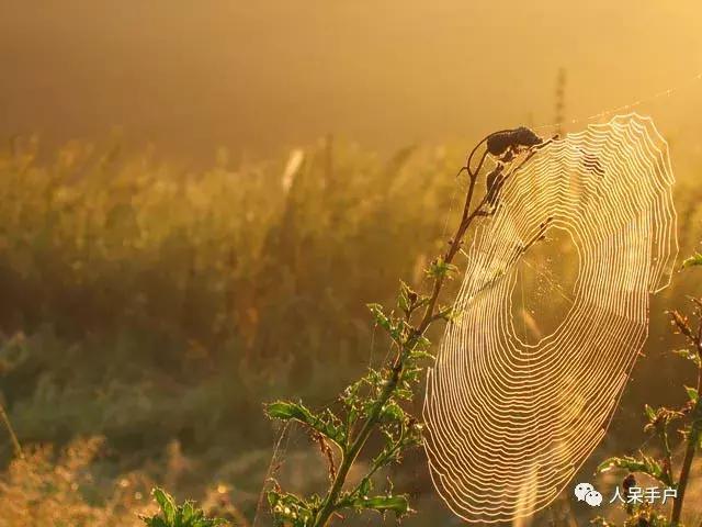 你说蜘蛛侠,蜘蛛侠的蜘蛛丝里有什么