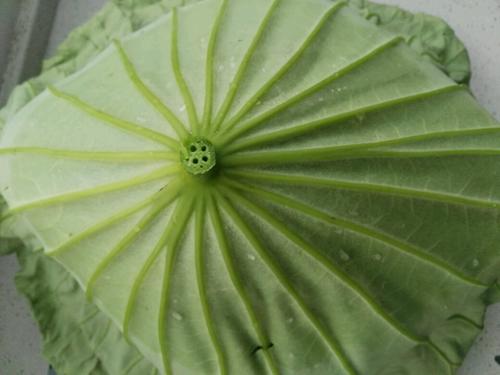 荷叶茶能做荷叶粥,荷叶粥的做法和功效