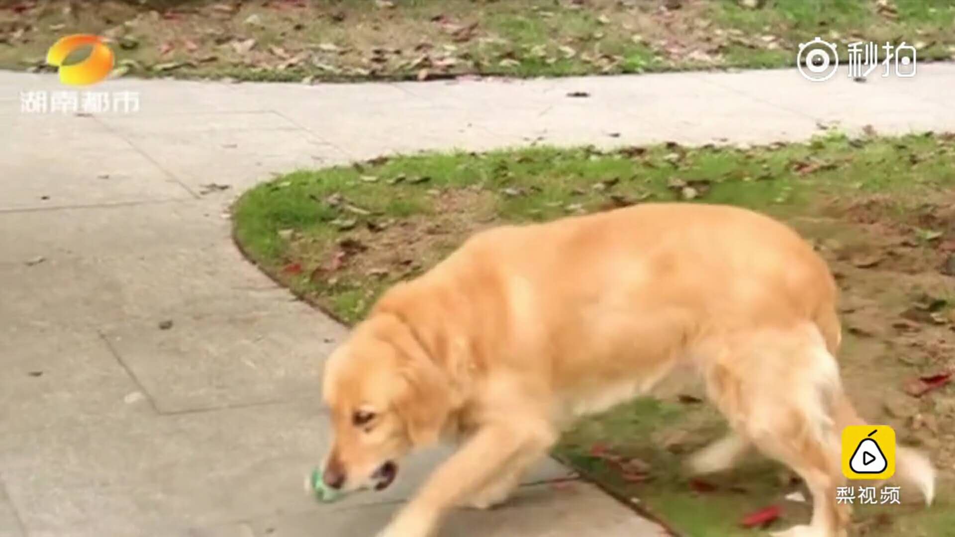 暖男大金毛，帮助主人治好忧郁症