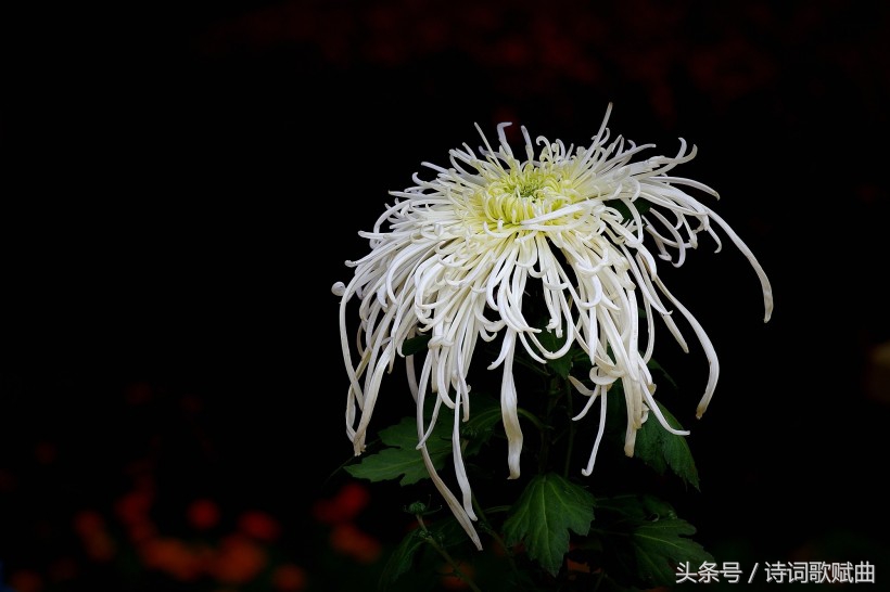 十首简短的爱国诗词,十句表达爱国情怀的诗句