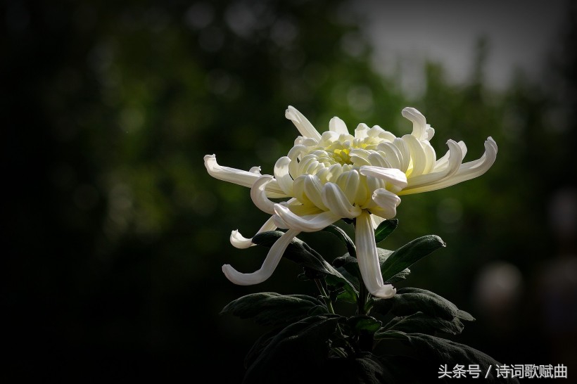 十首简短的爱国诗词,十句表达爱国情怀的诗句